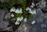 DSC_3675.JPG