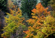 _MG_5581b_resize.jpg