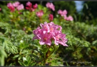 _DSC4296bOutput08
