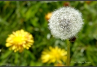 _DSC4319bOutput12