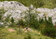 DSC_1216.svizec