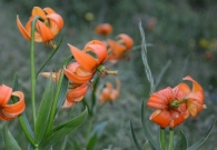 DSC_6452.jpg