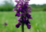 DSC00491-crop