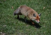 DSC_9613.JPG