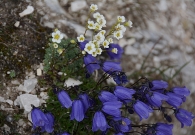 DSC_0705.JPG