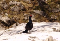 Ruševec na Malih Brdih